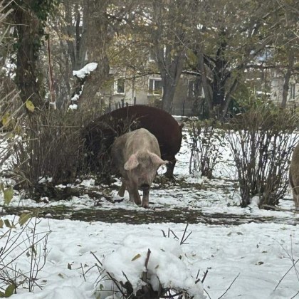 Интересна гледка в столицата прасета и кокошки обикалят по калните