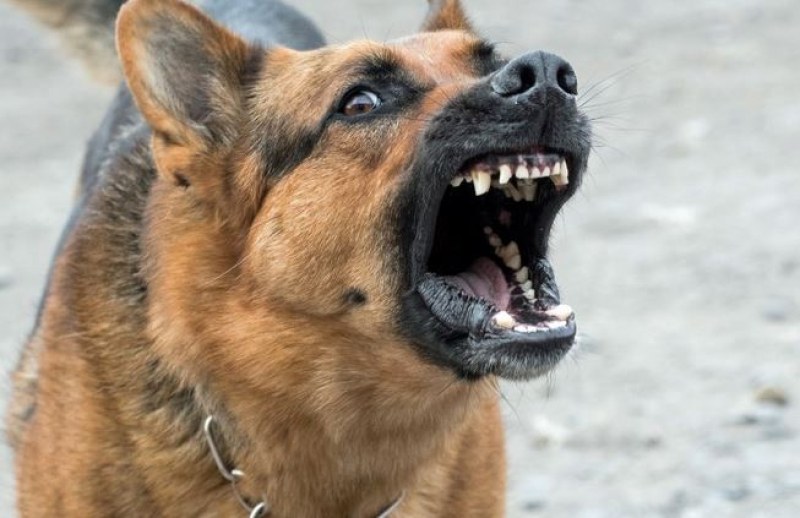 Пореден случай на агресивна проява на домашно куче.Майка твърди, че