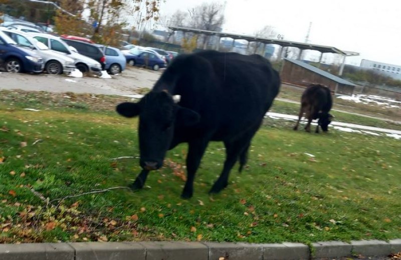 Крави поеха на паша по софийските полянки СНИМКА