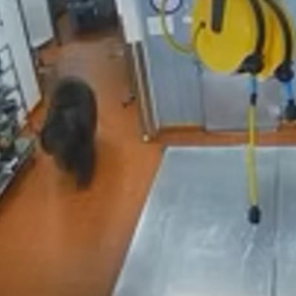 Мечка се нахвърли на човек в хотел ВИДЕО