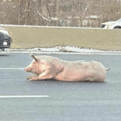 Шофьори на магистрала в Онтарио Канада  бяха шашнати от бездомно прасе