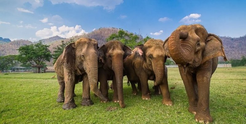 Вбесиха се! Женски слонове разбиха на парчета кола, която блъсна бебето им
