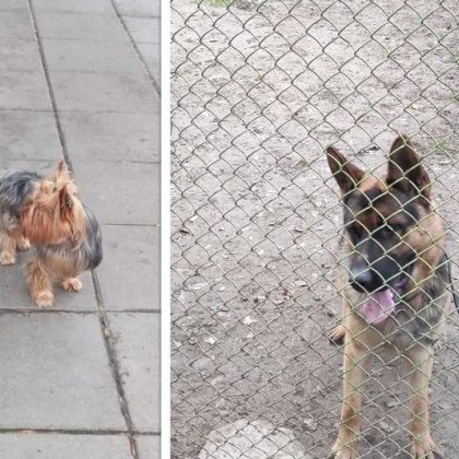 Две домашни кучета са загубени или изоставени в Пловдив Едното