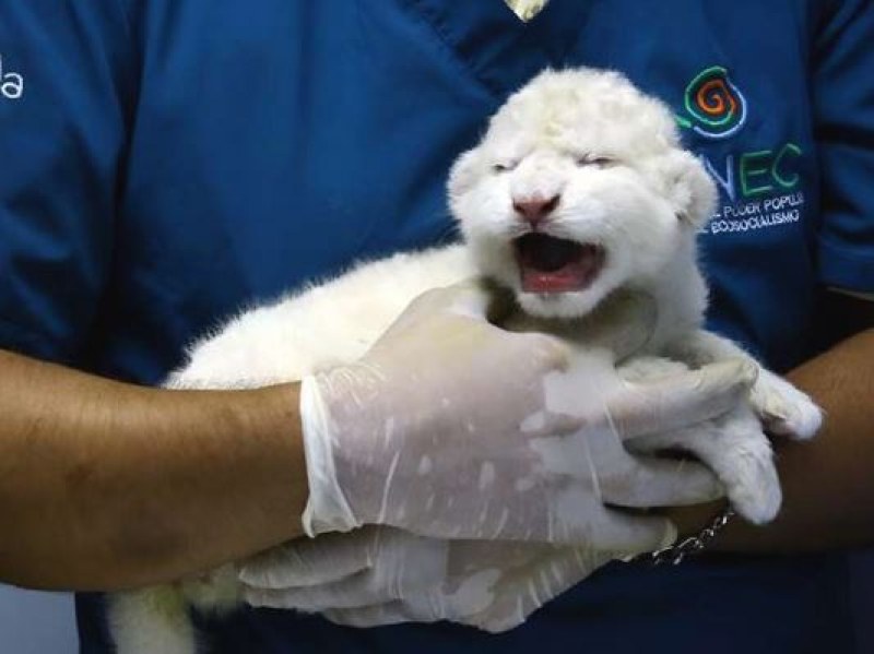Родиха се бели лъвчета във Венецуела СНИМКИ