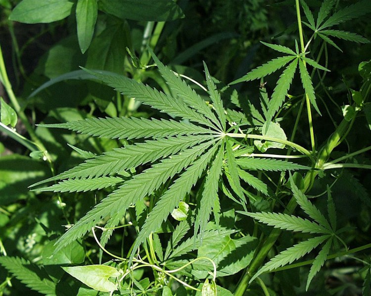 Полицията в Тенеси разкриха мащабна схема за отглеждане на марихуана
