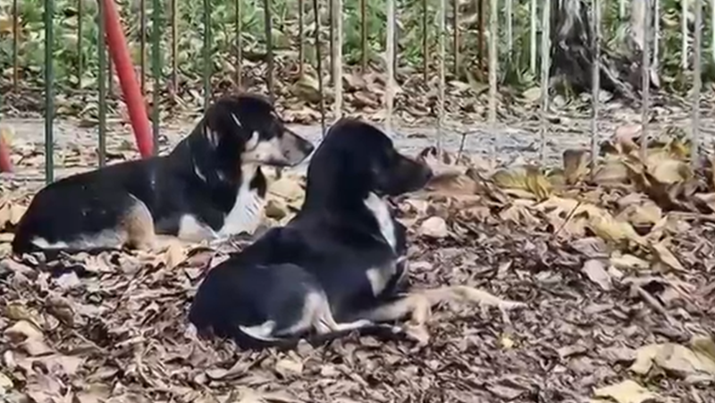 Бездомни кучета нападнаха дете във Варна