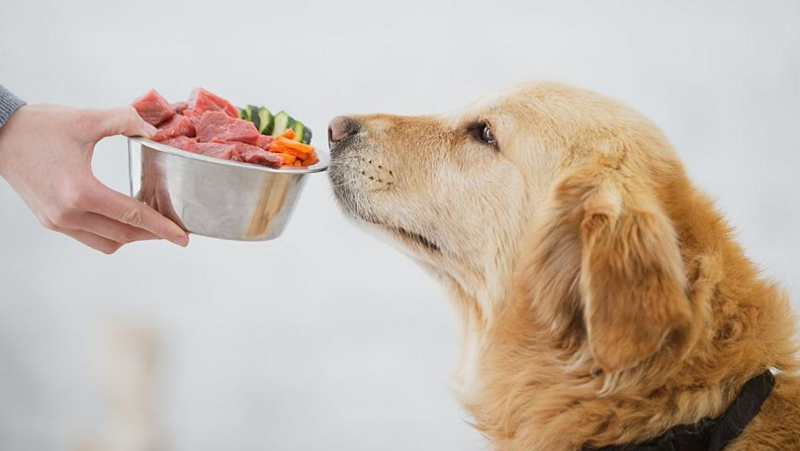 Храненето на куче със сурово месо може да предаде опасни бактерии на хората