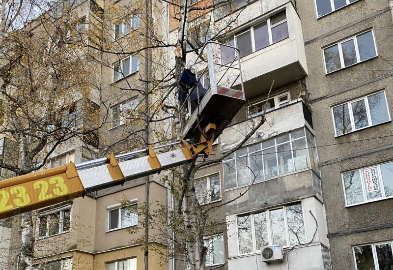 Кой реже дърветата в София? Измамници, специалисти или комшиите? СНИМКИ