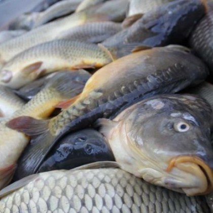 Българската агенция по безопасност на храните прави проверка на рибните