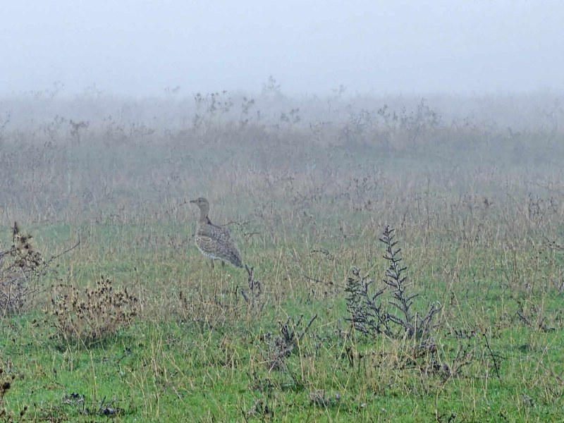 Рядка птица, смятана за изчезнала, е видяна в Стамболово
