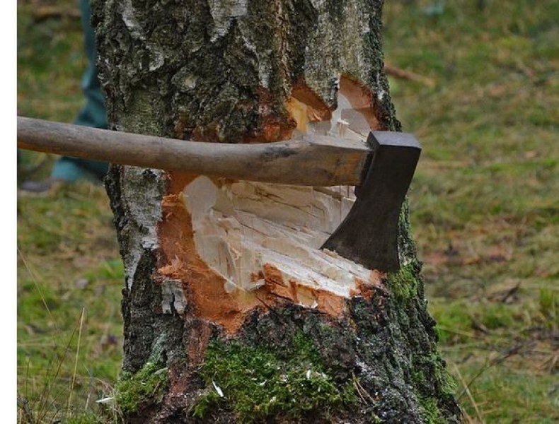 Дърво премаза мъж в Софийско, бере душа
