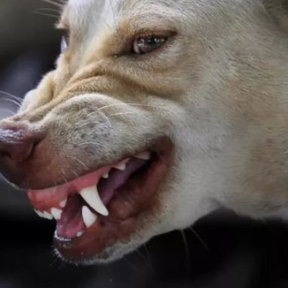 Три овчарски кучета нахапаха до смърт 50 годишна гъркиня Животните избягали