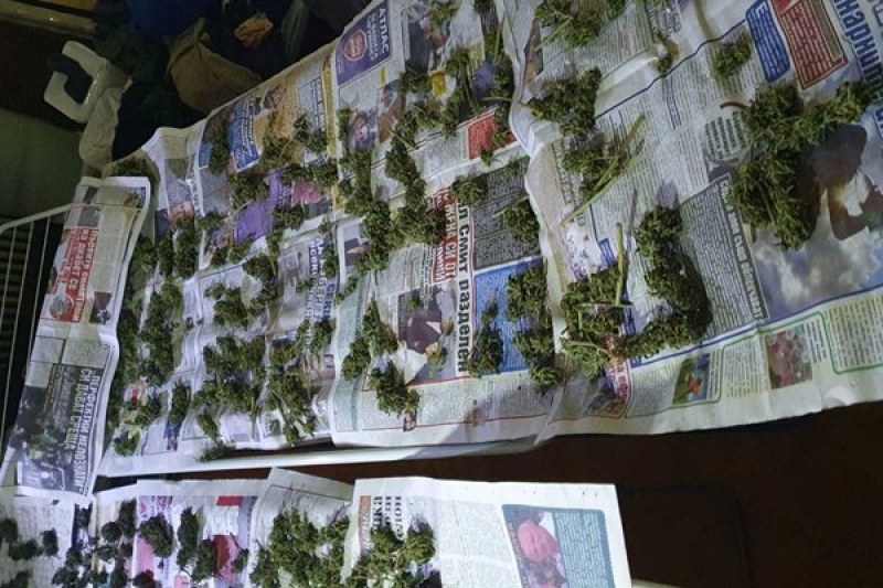Разбиха наркооранжерия в София, откриха много дрога СНИМКИ