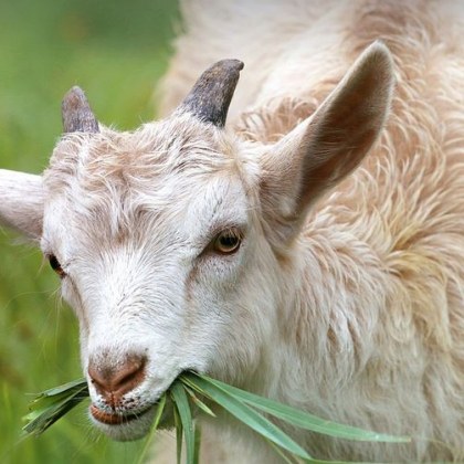 Заловиха тийнейджъри откраднали кози от частен имот в село Чомаковци