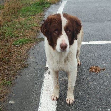 Куче е изоставено преди месеци на магистрала Тракия За това