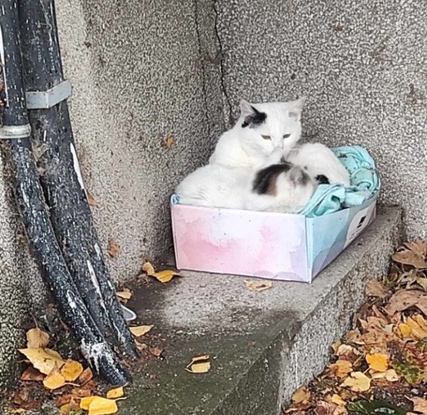 Пловдивчанин осигури топъл дом за две котета. Кой им го отне? СНИМКИ