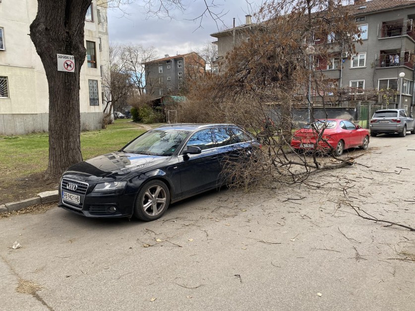 Клон падна върху паркирана кола в Пловдив