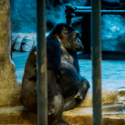 Буа Нои горила която живее сама в малко бетонно заграждение