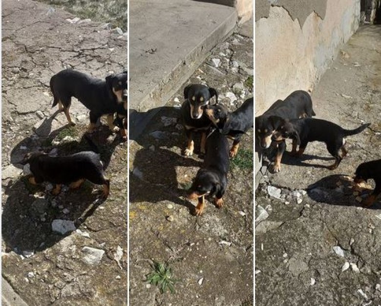 На Коледа: Изхвърлиха кученца в Асеновградско
