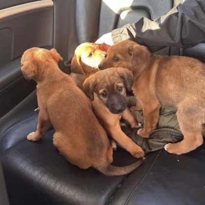 Четири малки кученца са захвърлени на произвола на съдбата Малките