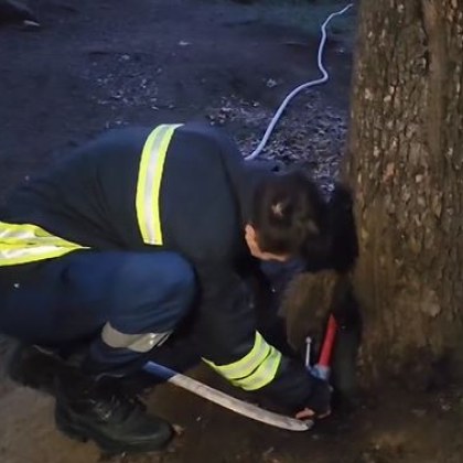 Деца с пиратки запалиха дърво на Бунарджика в Пловдив ВИДЕО