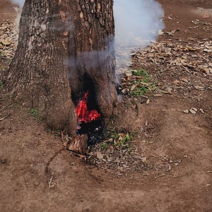 Младежи подпалиха дърво с пиратки в Пловдив Това се е