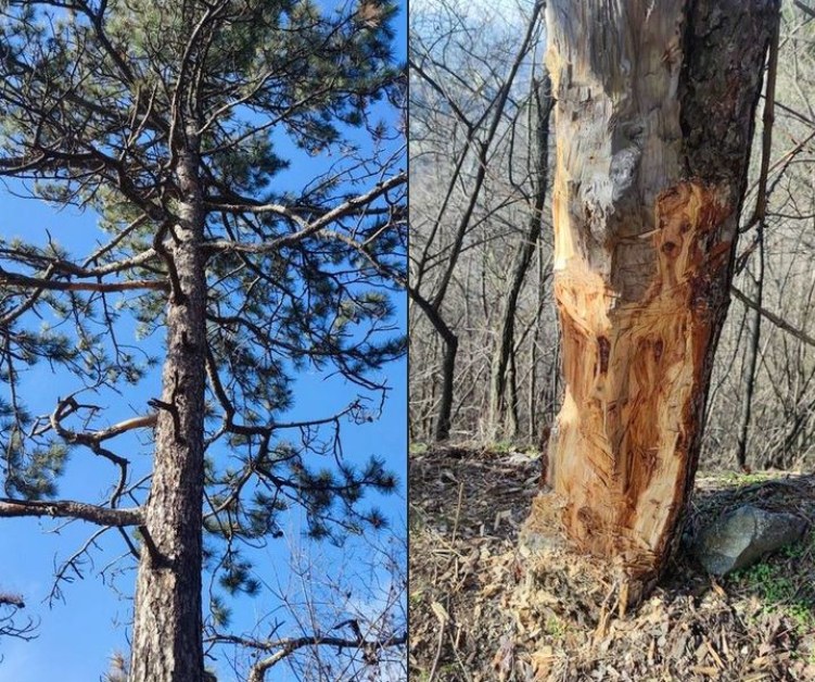 Неизвестен наряза живо дърво в гората, предизвика гняв СНИМКА