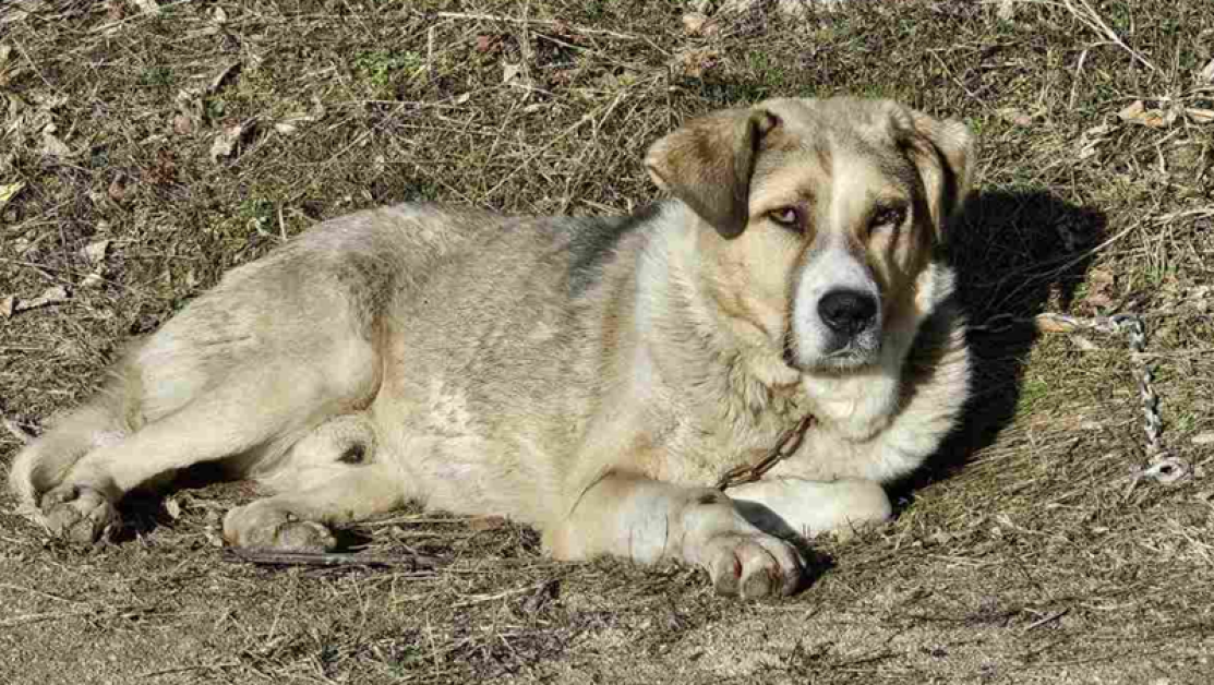 Откриха кучето, влачено от автомобил край Панагюрище СНИМКИ