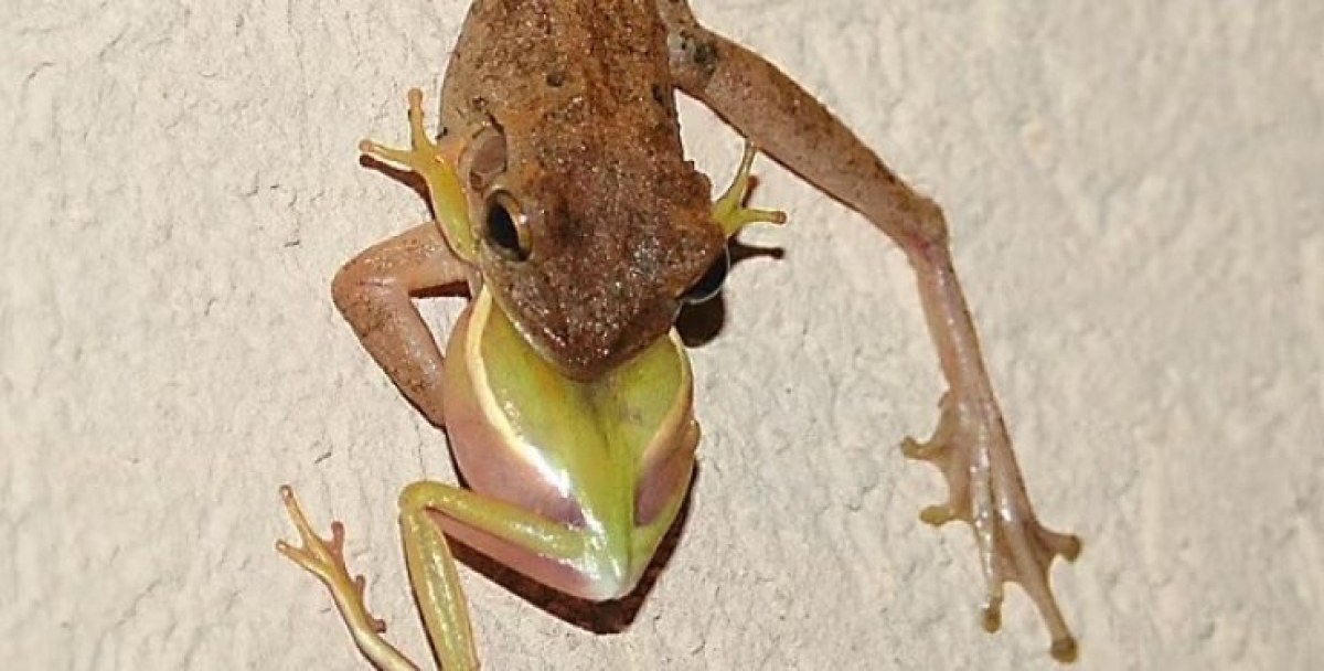 Огромни жаби-канибали превземат САЩ: властите призоваха да бъдат убивани