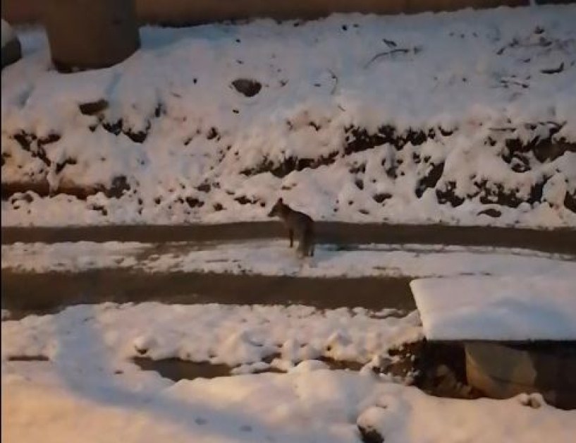 Кума Лиса се разходи из снежна София, изненада подранили столичани СНИМКИ