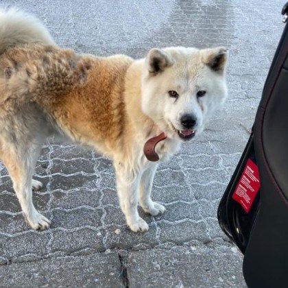 Породисто куче с нашийник се скита в Пловдивско За това