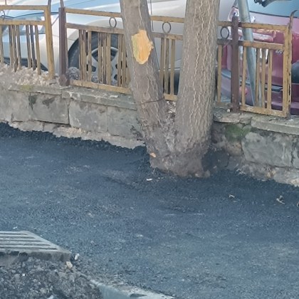 Дърво напълно задушено от асфалт разгневи жителите на Варна Грозната