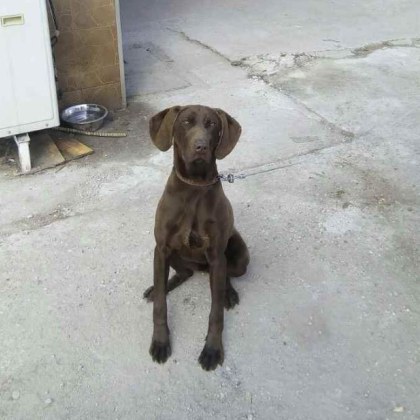 Породисто ловно куче се е загубило в Пловдив Собственикът на