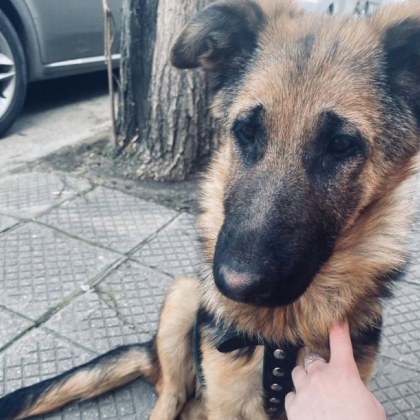 Търсят се стопаните на немска овчарка в Пловдив Кученцето вероятно