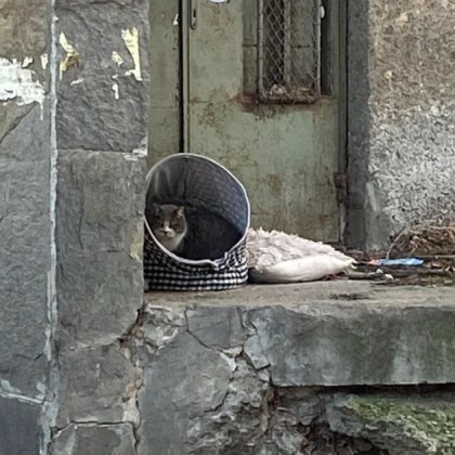 Котката Прасе остана без своето топло легълце през зимата Неизвестен