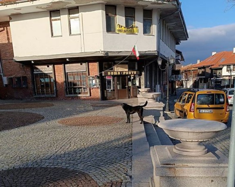 Голямо куче скочи на дете, спаси го мъж СНИМКА