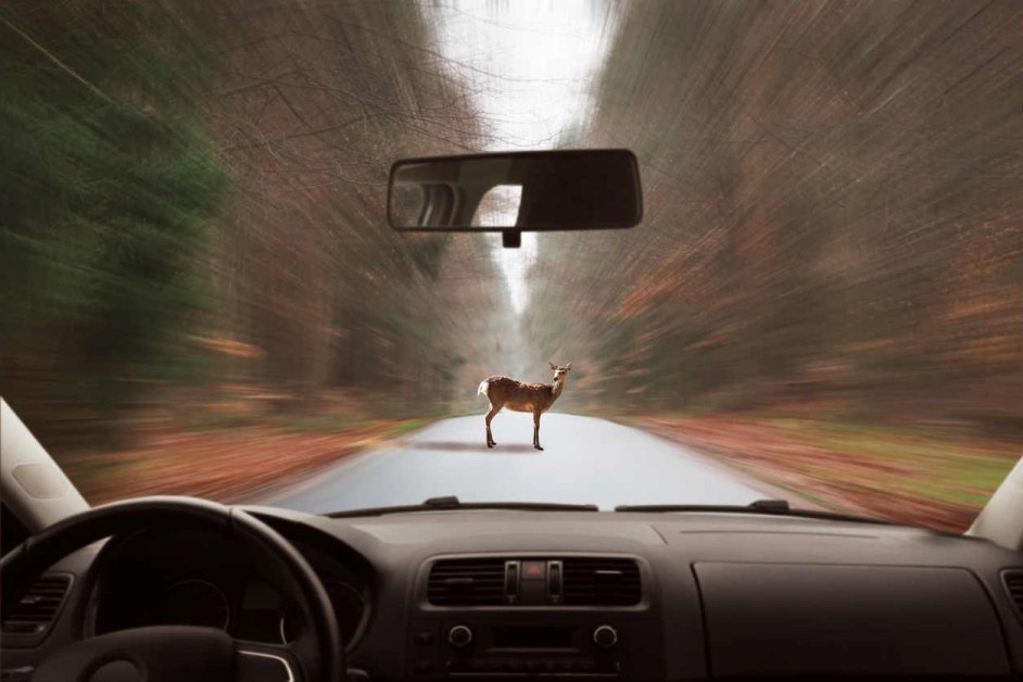 Снимка: 5 последици по колата от инциденти с животни на пътя