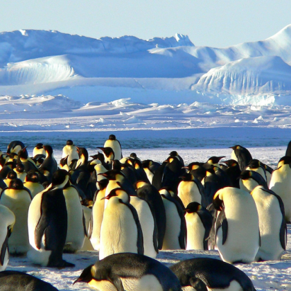 За първи път е открит смъртоносен вид птичи грип при