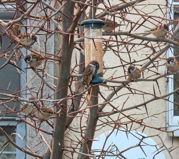 Постоянно намаляват, но има добри хора, които се грижат за тях