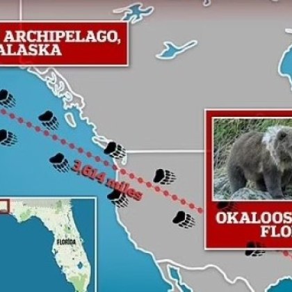 Как мечки от Аляска се озоваха на почти 6000 км от дома СНИМКИ
