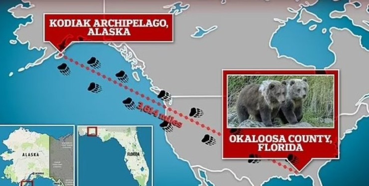 Как мечки от Аляска се озоваха на почти 6000 км от дома СНИМКИ
