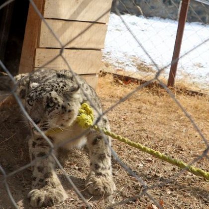 Афганистанските власти заловиха рядък снежен леопард в планинския североизток на