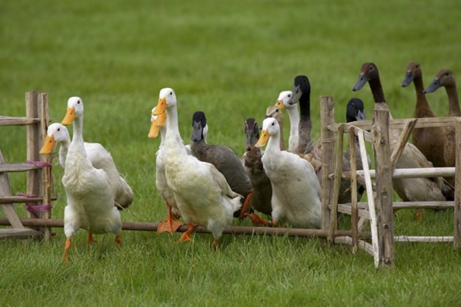 Избиват 8000 патици в Пловдивско, откриха птичи грип