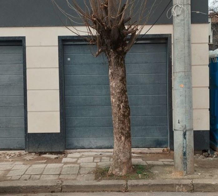 Колко живот мислите, че остава на това дърво пред нов гараж?