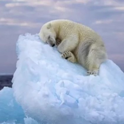 Сърцераздирателен образ на млада полярна мечка която дреме върху топящите се