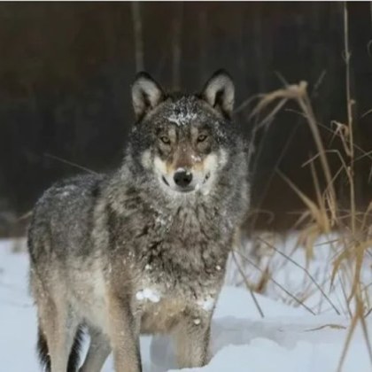 Популацията на вълци подобно на други животни в забранената Чернобилска зона