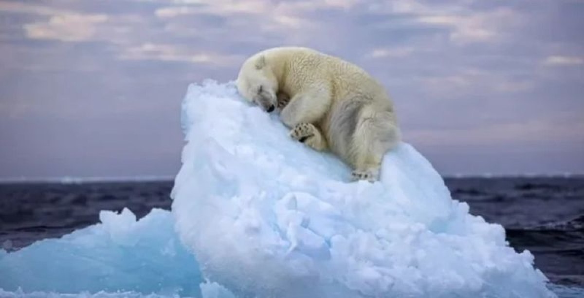 Сърцераздирателен образ на млада полярна мечка, която дреме върху топящите се