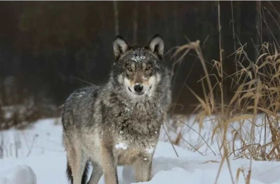 Популацията на вълци, подобно на други животни, в забранената Чернобилска зона