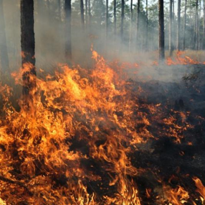 Огнеборци гасят пожара в иглолистна гора в местността Дивчовото община