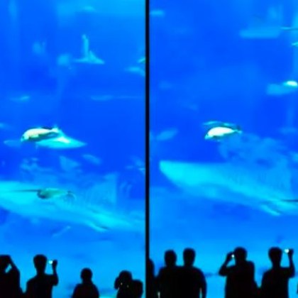 Посетител на аквариум е заснел ужасяващия момент в който риба